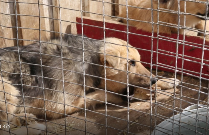 УФСИН показали, как содержат собак в приюте при ИК-3 в Чите