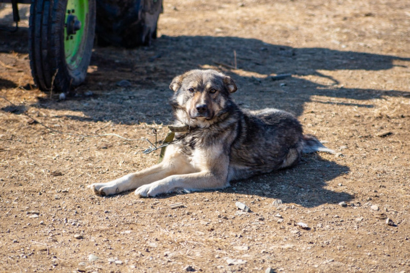 Два жителя Краснокаменска украли пса из автомобильного кооператива и съели его