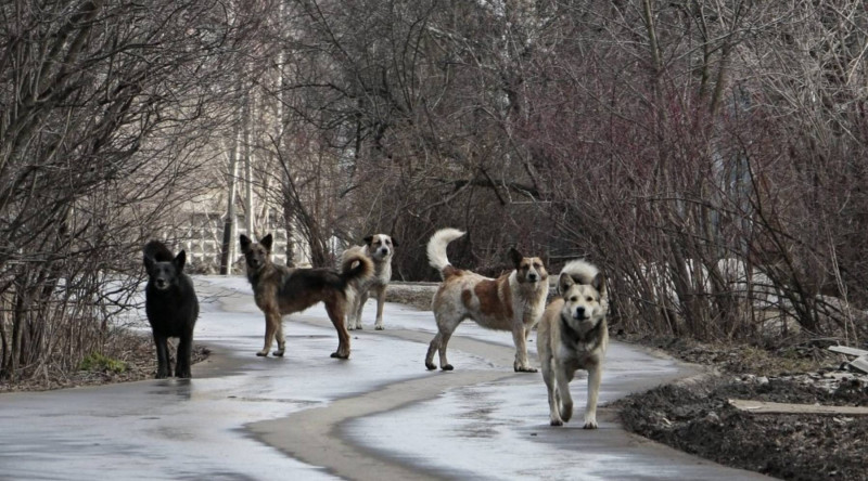 Пойманных на улицах собак в Забайкалье пока не будут возвращать обратно