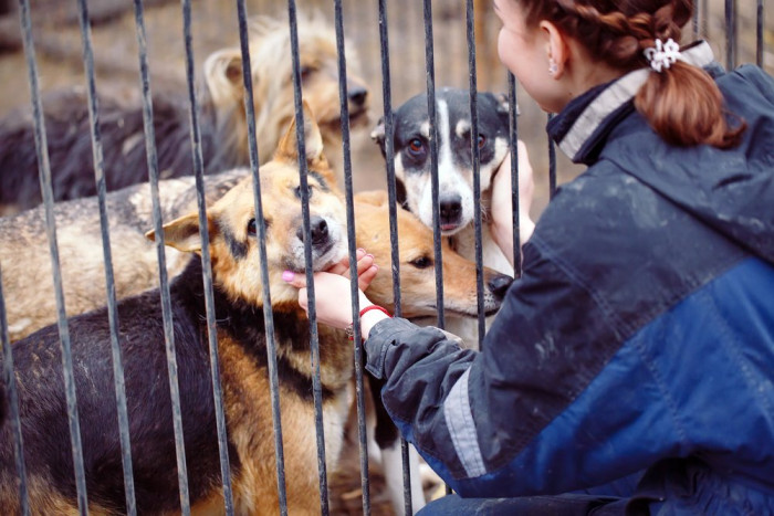Власти Петровск-Забайкальского помогут общественникам с созданием приюта для животных