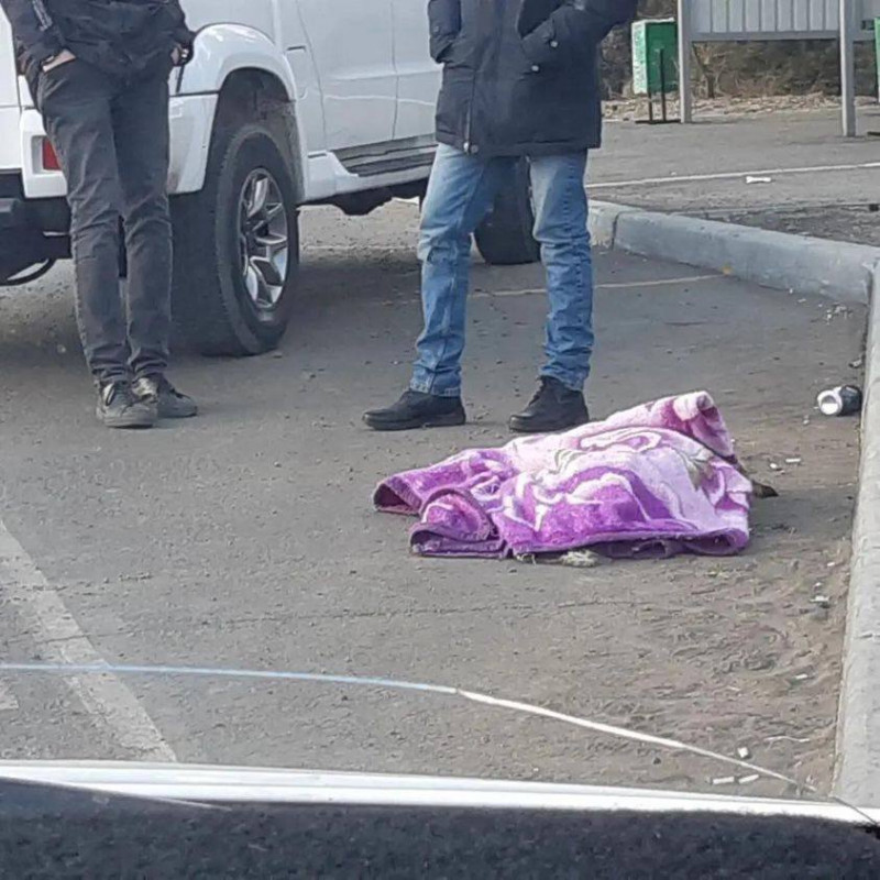 Водитель выбросил на обочину сбитую им собаку в Чите