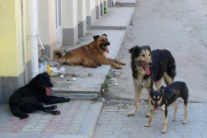 Собака напала на идущего на вызов врача-педиатра в Чите
