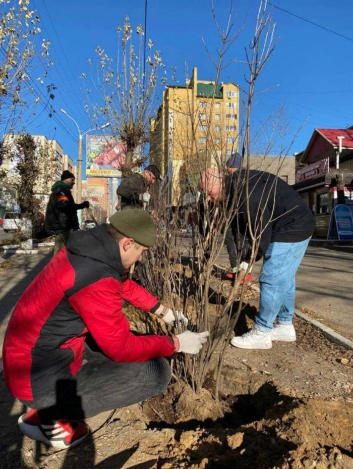 Двухметровые кусты сирени высадили на улице Бутина в Чите вместо погибших деревьев