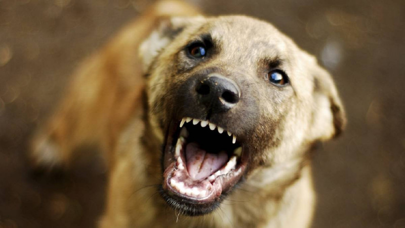 Отец загрызенной собаками девочки в Забайкалье: Полицейские камнями отбивали животных от тела