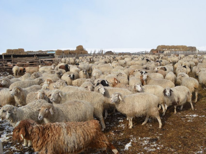 Пилотный проект по развитию овцеводства запустили в Забайкалье