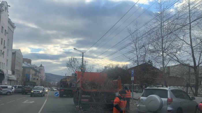 Больше 10 деревьев спилили на перекрёстке улиц Чкалова и Полины Осипенко в Чите