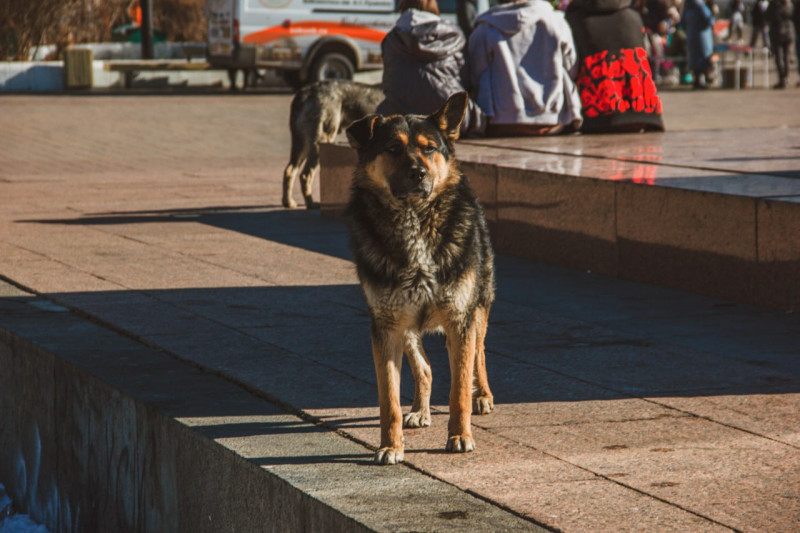 Следователи проверят сообщение о нападении стаи собак на людей в Чите