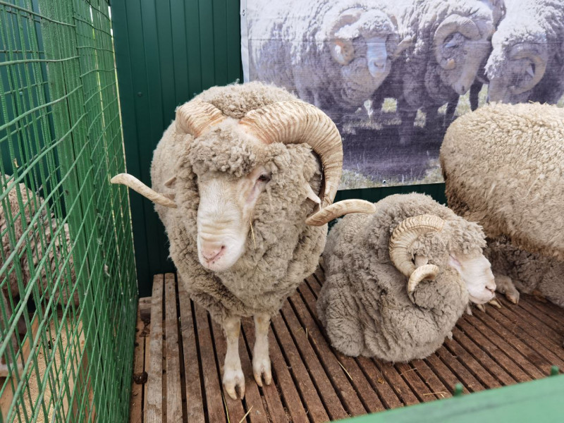 Второй этап Всероссийской выставки коз и овец пройдёт в Чите – минсельхоз