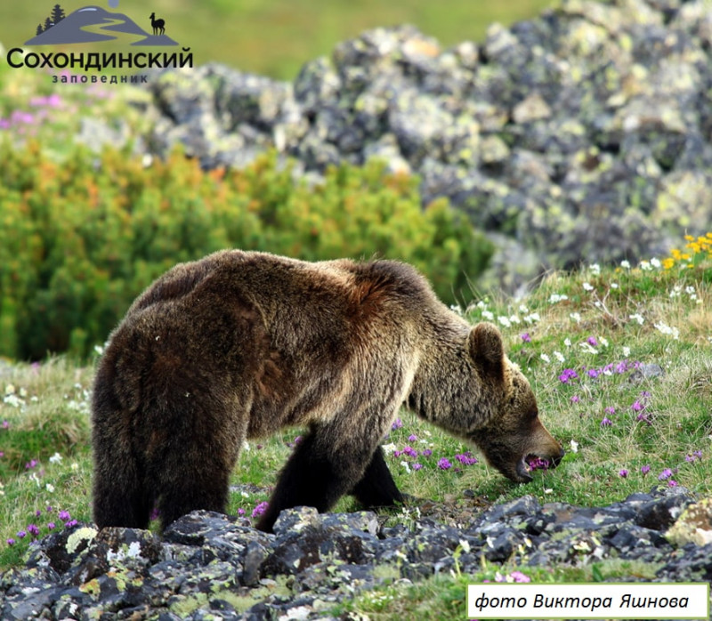 Брачный период бурых медведей засняли на альпийских лугах в Забайкалье