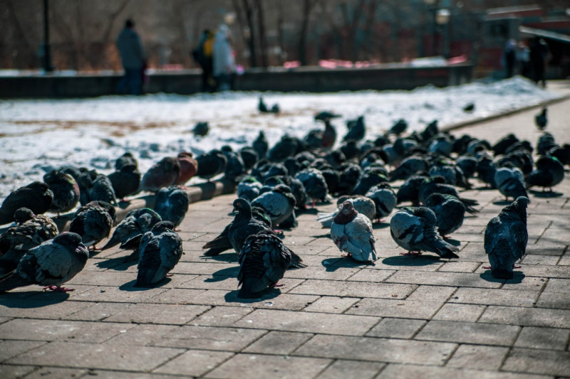 Забайкальский биолог объяснил поведение голубей, клевавших тушку своего сородича (18+)