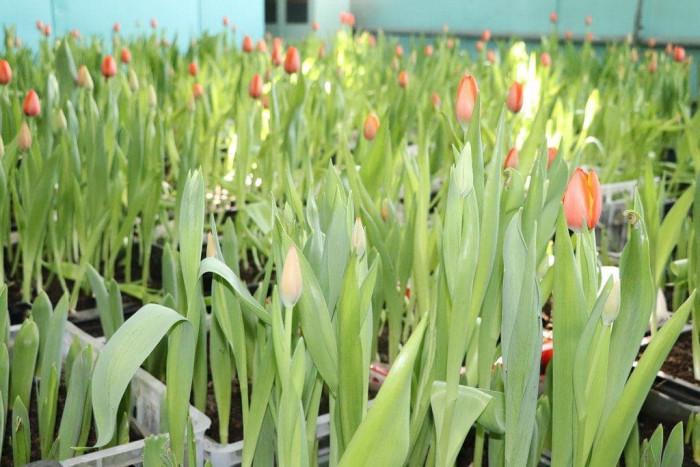 ДМРСУ рассказало, как зимой в Чите выращиваются тюльпаны к 8 марта