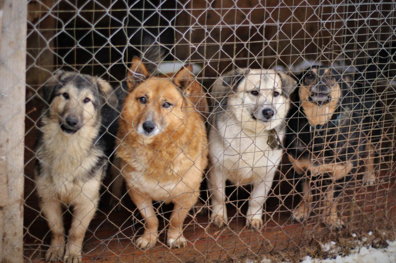 Два новых приюта для собак откроют в Забайкалье на следующей неделе