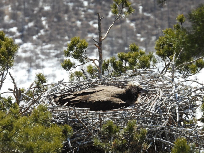Гнездо краснокнижного чёрного грифа обнаружили в нацпарке «Алханай» в Забайкалье