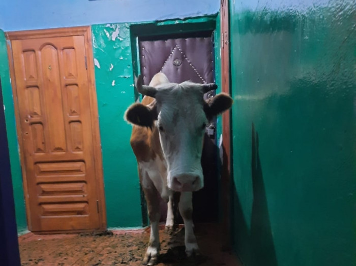 Ветеринары в Балее вывели из многоэтажки боявшуюся спускаться корову Варю