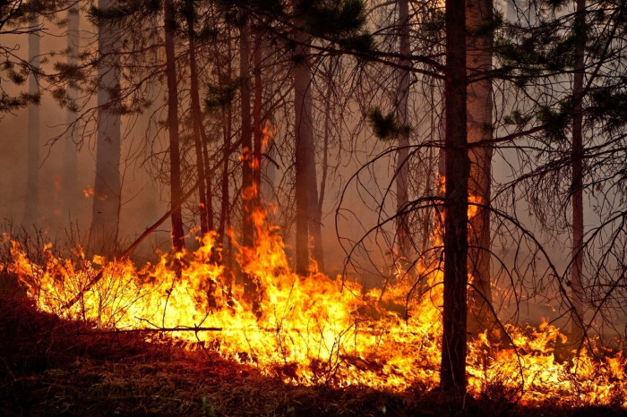 Пять лесных пожаров на площади в 4,4 тысячи га действуют в Забайкалье
