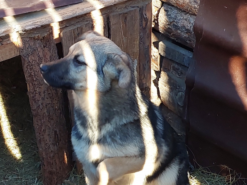 Собака в приюте в Чите