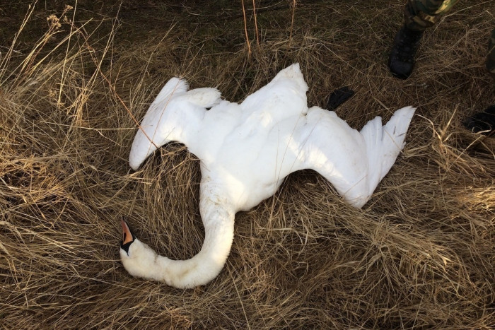 Убившим лебедей браконьерам в Забайкалье может грозить большой штраф или реальный срок