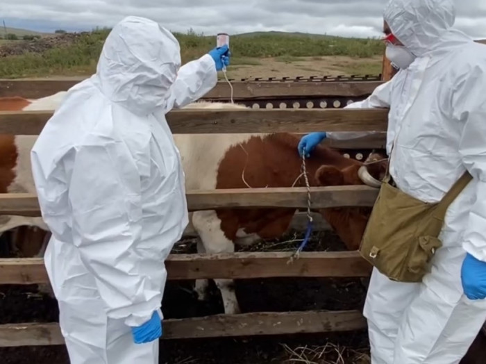 Новый очаг вируса животных обнаружили в Читинском районе Забайкалья