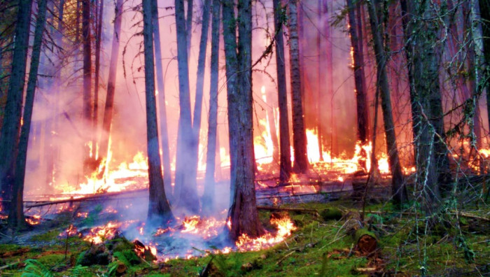 Шесть лесных пожаров продолжают действовать в Забайкалье