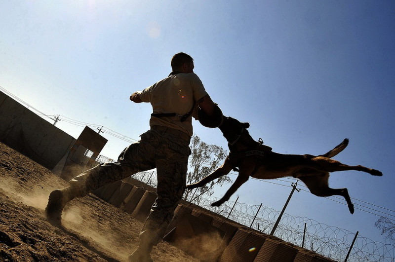Власти Читы опубликовали гайд по самообороне от собак