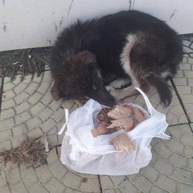 Бездомного щенка жестоко убили в Ингодинском районе Читы (18+)
