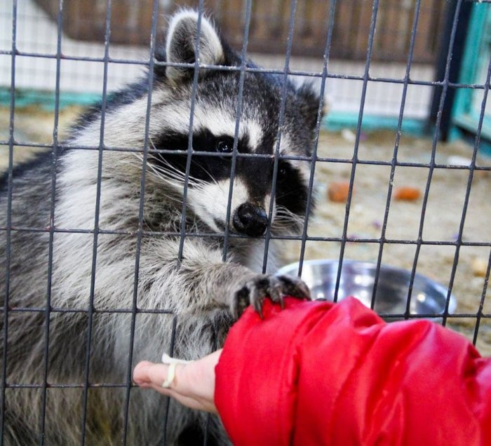 Нарушения при содержании животных выявили в Читинском городском зоопарке