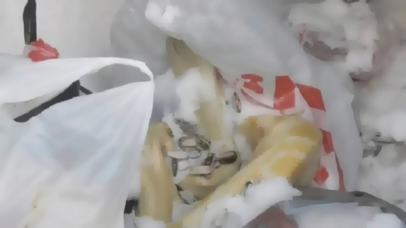 Погибшего питона нашли в мусорном баке Новосибирска (18+)