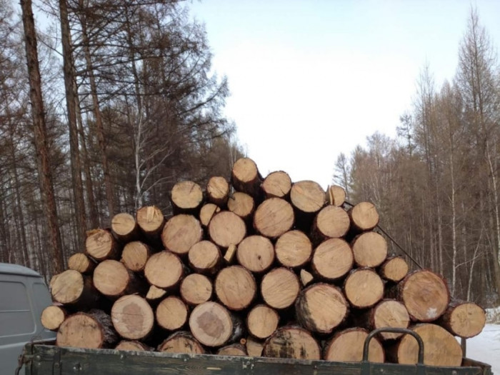 Читинцы незаконно вырубили деревья в районе Молоковки и Сивяково