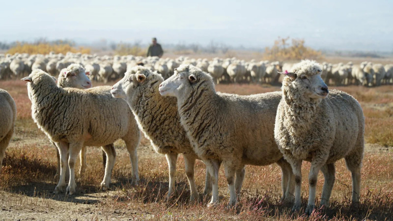 Овцеводов из Забайкалья пригласят на выставку в Дагестан