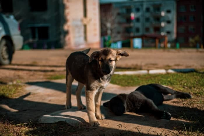 Стаю собак поймали 20 февраля на источнике Молоковка в Чите