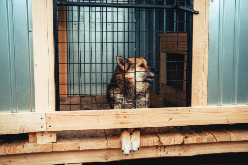12 безнадзорных собак отловили в Чите за прошедшие сутки
