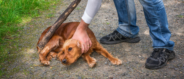 Живодёры палками забивают бездомных собак в Петровск-Забайкальском