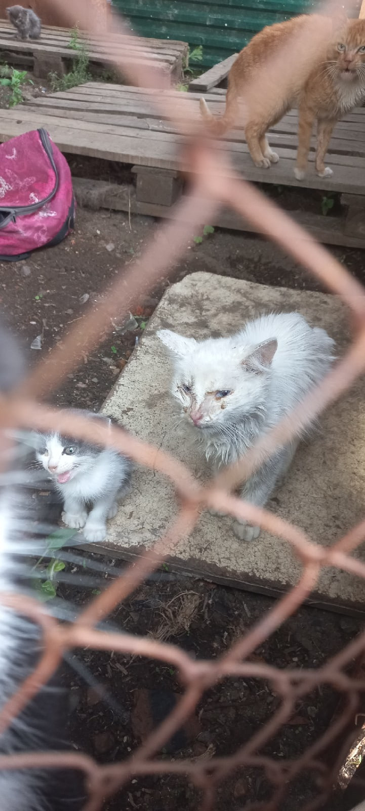 Добровольцы попросили помощи для 20 животных с незаконной передержки в Чите