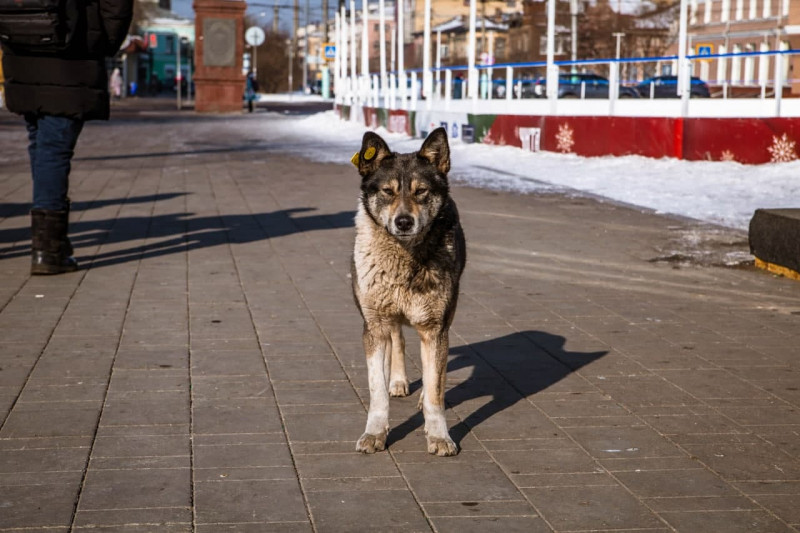 Мужчина отбил школьницу от стаи собак на Николая Островского в Чите