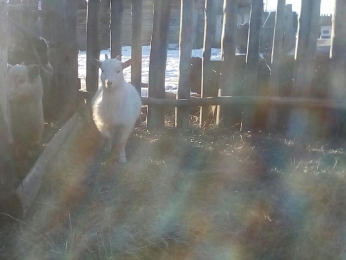 Корова взяла под опеку козлёнка в Шелопугинском районе Забайкалья