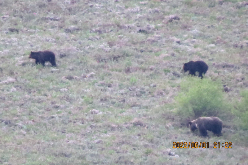 Медведи начали выходить на солнечные склоны Кыринского района в поисках еды