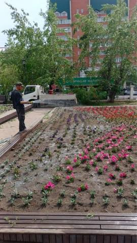 Администрация Читы высадила силами подрядной организации более 9 тысяч цветов