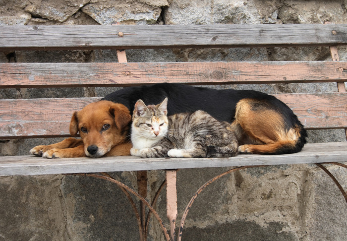 Сапожников: Чите необходимы ещё два приюта для бездомных животных