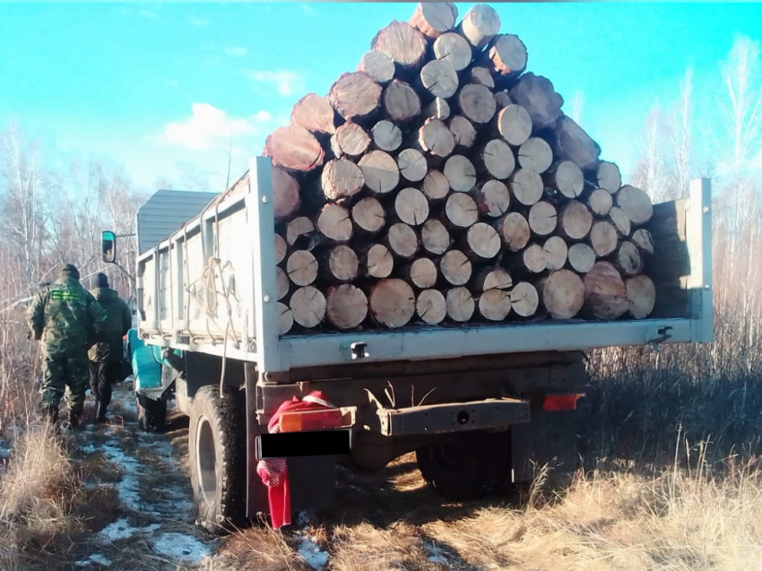 Забайкальцы заготовили две машины дров и попались с поличным