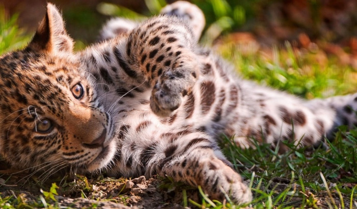 Молодая самка леопарда появится в зоопарке Читы 14 февраля