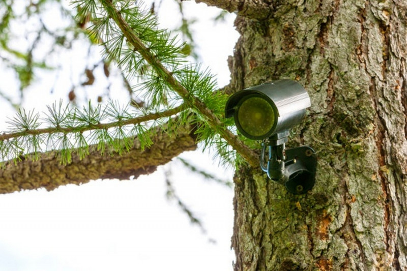 Камеры в лесу установили для мониторинга за пожарами в Забайкалье