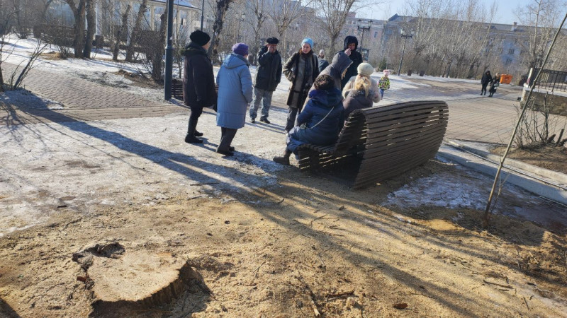 Депутат Госдумы призвал проводить слушания перед вырубкой деревьев в Чите