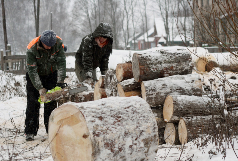 Частные заготовители дров в Забайкалье нанимали рабочих за еду