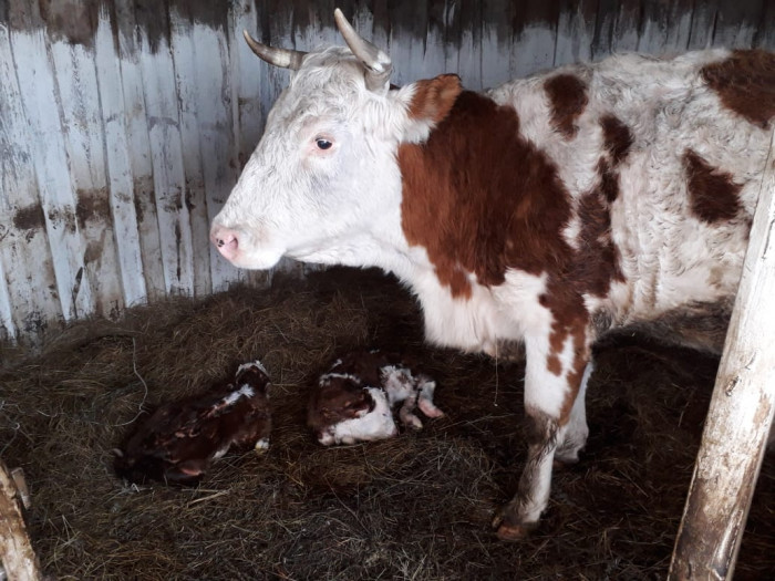 Ветврачи помогли корове родить двойняшек в Забайкалье