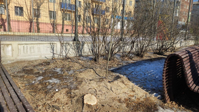 Общественники заявили в полицию из-за вырубки деревьев на площади в Чите