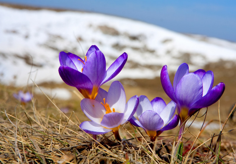 Температурный рекорд будет побит в Забайкалье 20 марта 