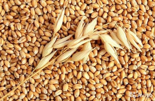 Забайкальский зерновой терминал оборудовали по последнему слову техники для поставок зерна в Китай