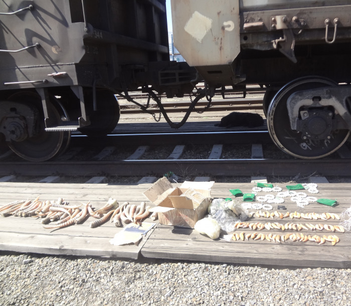 Забайкальские таможенники нашли нефритовые браслеты, клыки и рога в грузовом поезде