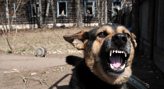 Прокуратура проведёт проверку из-за нападения собаки на девочку в Краснокаменске
