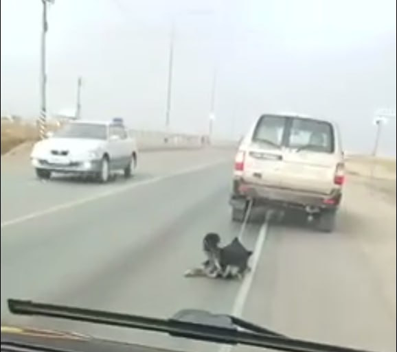 Очевидец спас собаку, которую привязали к машине и протащили по трассе в Забайкалье (ВИДЕО 18+)